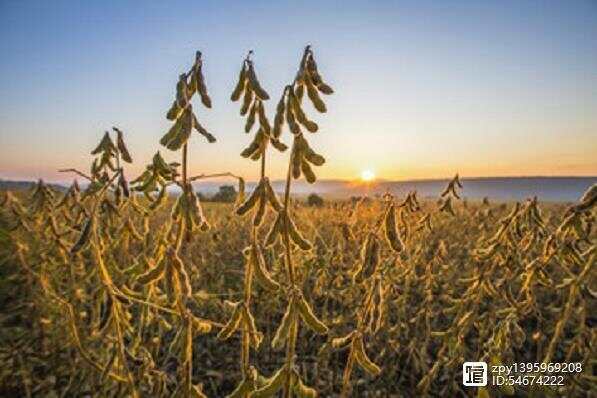 中国大豆期货最新行情，市场走势与影响因素分析